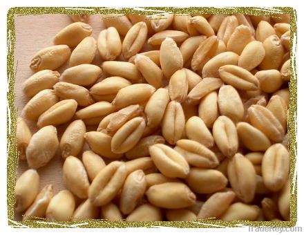 Wheat | Wheat exporter | Wheat distributor | Wheat wholesaler | Wheat supplier | Wheat importer |  Wheat | Wheat for sale | long grain Wheat exporter | buy Wheat online | Wheat for sale |  Wheat exporter | Wheat wholesaler | long grain Wheat buyer |  Whea