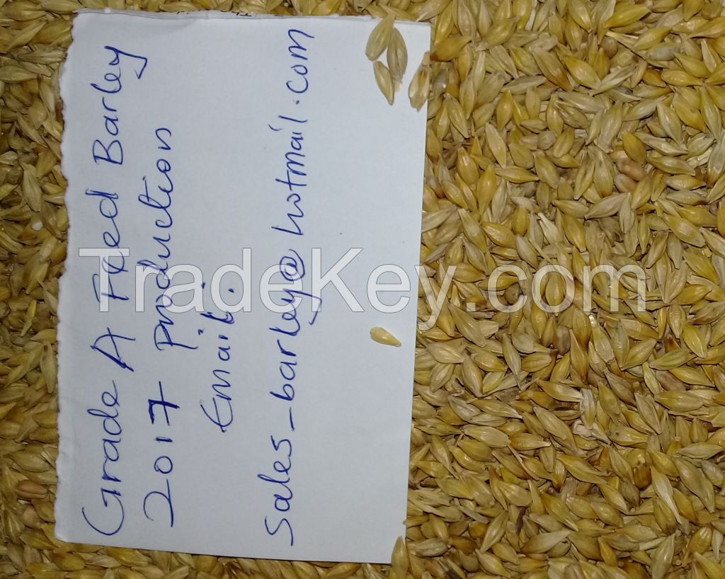 Barley for animal feed