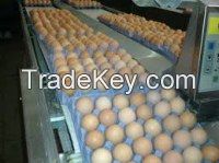 Grade A White Chicken Eggs for sale