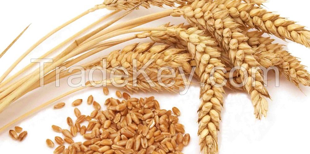 Wheat