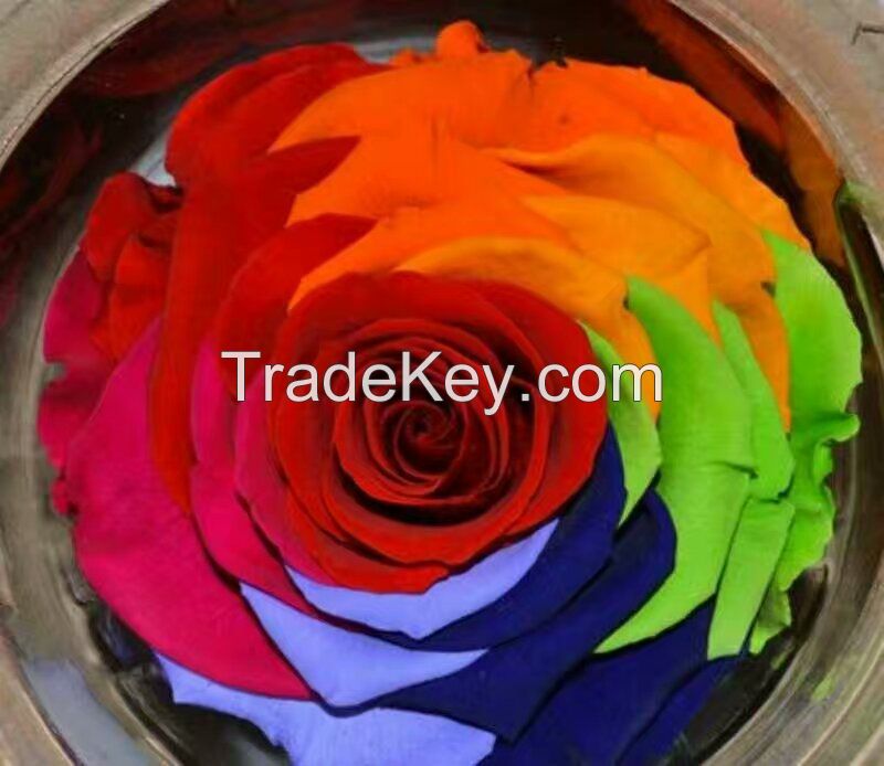 rainbow, preserved flower material,preserved everlasting rose, neverfading  fresh flower for gift and home decor