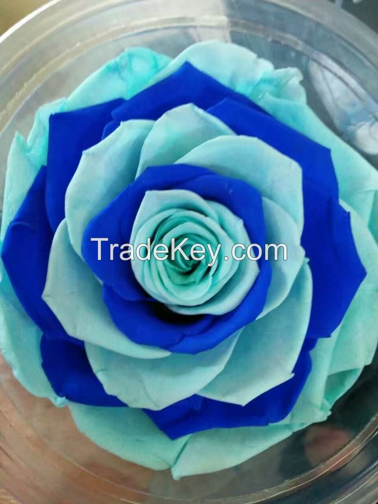 rainbow, preserved flower material,preserved everlasting rose, neverfading  fresh flower for gift and home decor