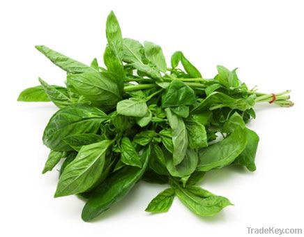 Basil