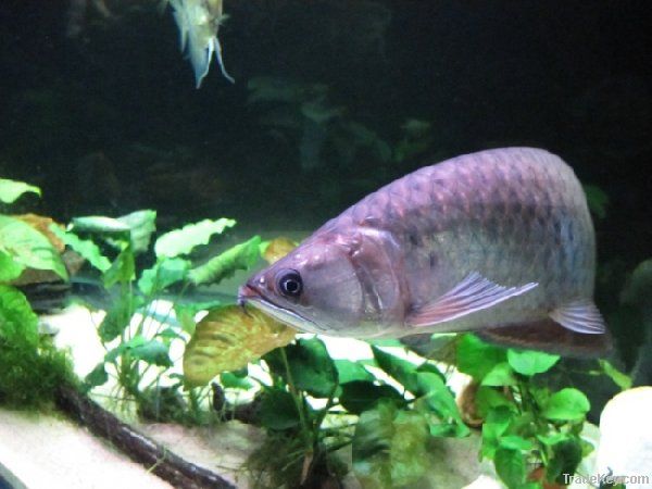 Arowana Fish