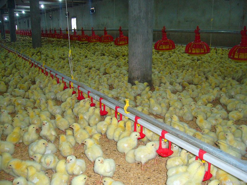 Nipple Drinking sytem for broilers and breeders