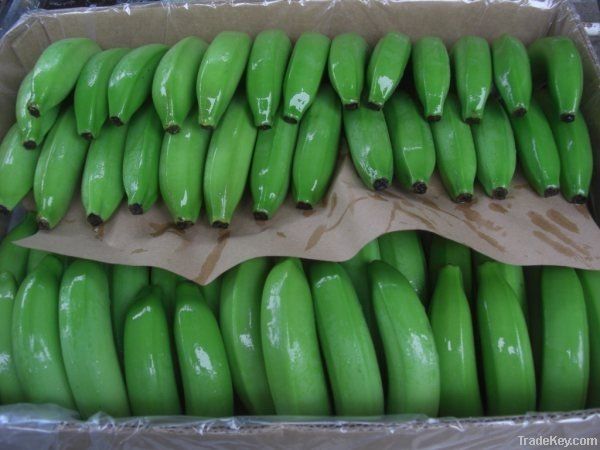 GREEN BANANAS