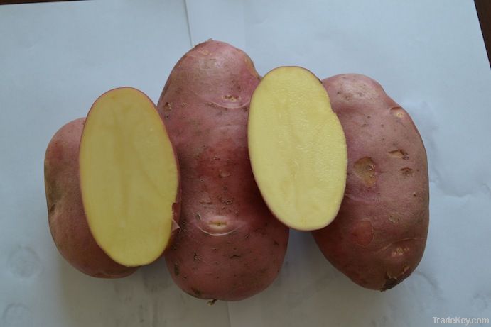 Fresh Potato