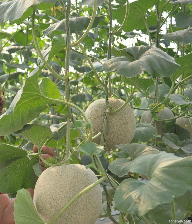 Greenhouse Twine