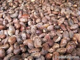 COSTOR SEEDS