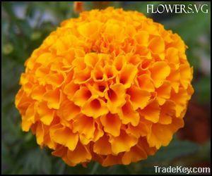 Marigold flower