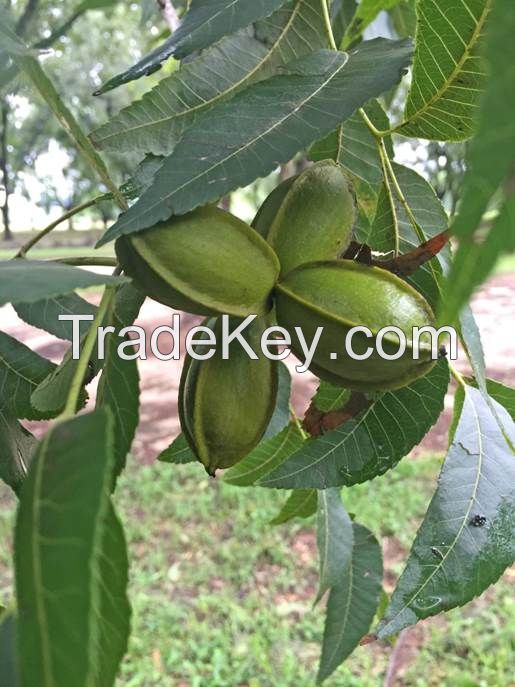 Pecan Western Nuts in Shell