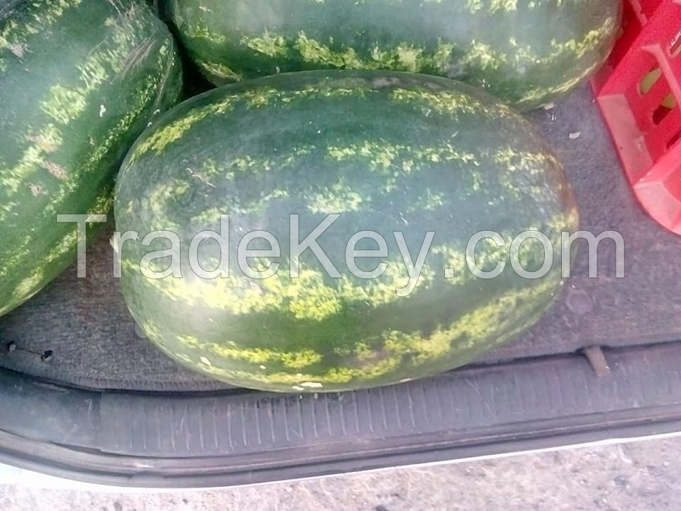 watermelon morocco