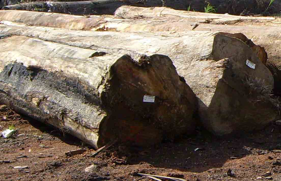 wood, Lumber, Timber