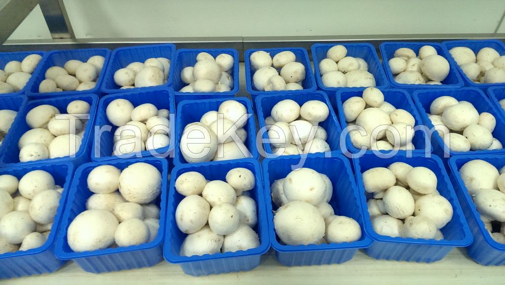 Fresh, frozen, dried and preserved Agaricus