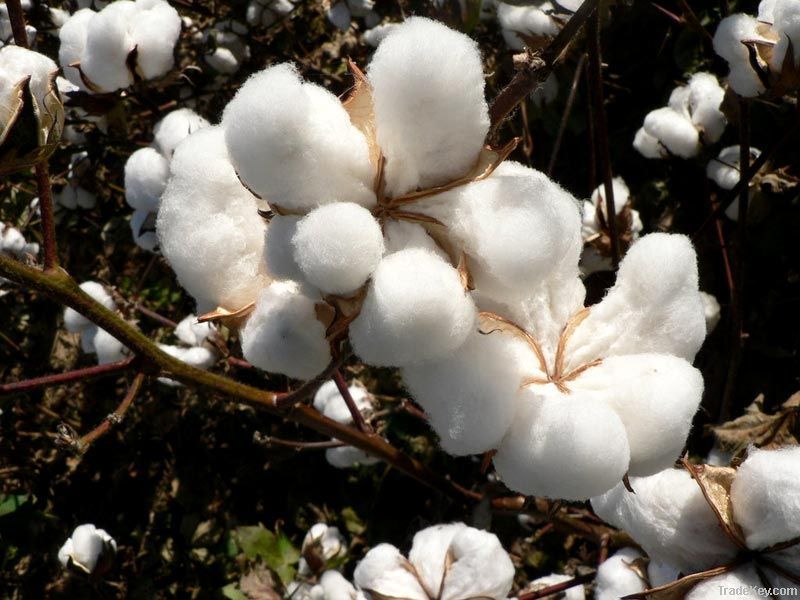 Raw cotton, cotton seeds and sesame seeds