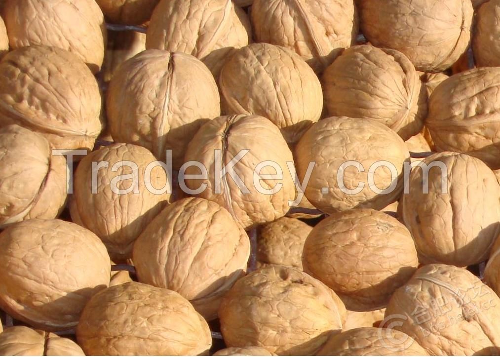 Thin shell walnut