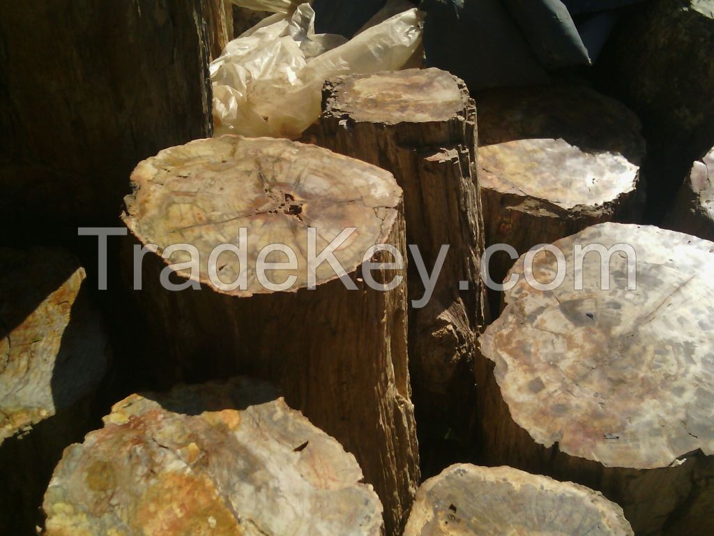 PETRIFIED WOOD