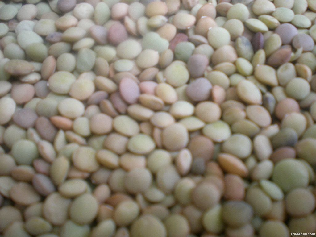 chinese lentils