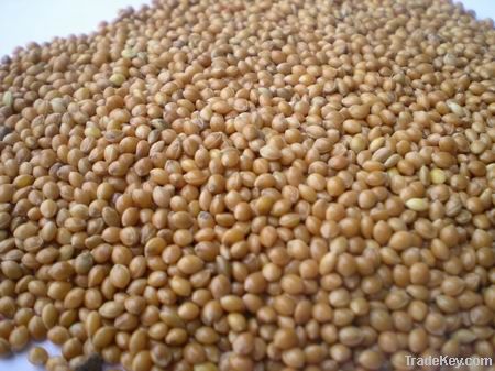 yellow millet in husk