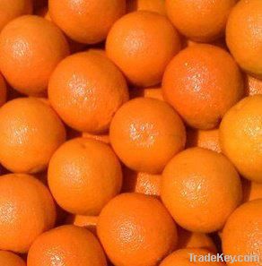 oranges navel