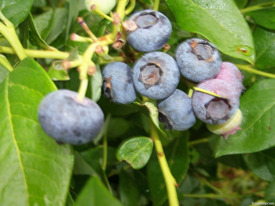 sycamorebranch berries