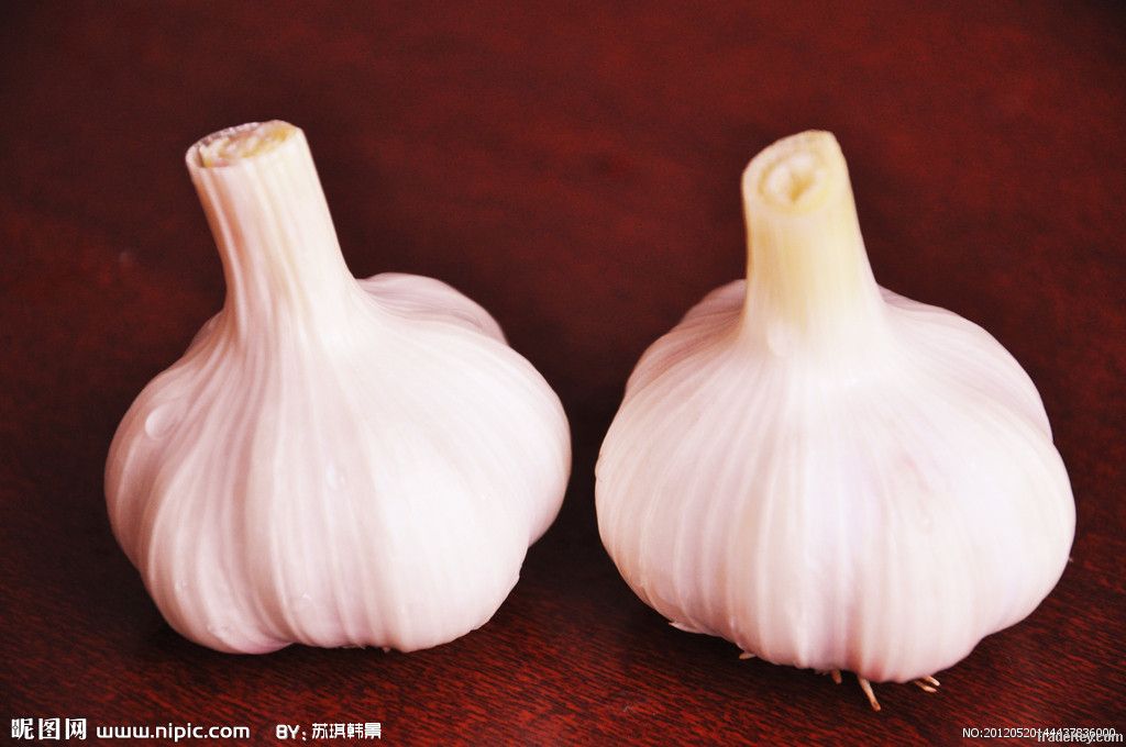 garlic