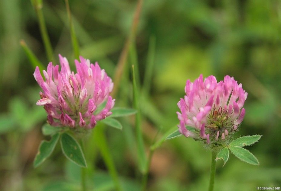 Supply Anticancer Red Clover Extract Isoflavones