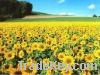 Refco Sunflower Oil Best Quality Cookin Sunflower Oil Edible Oil Plant Oil 