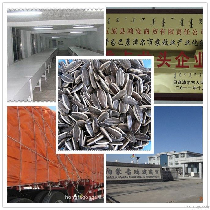 Chinese sunflower seeds 5009