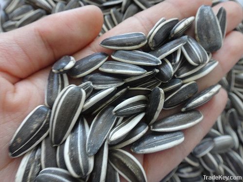 SUNFLOWER SEEDS 5009