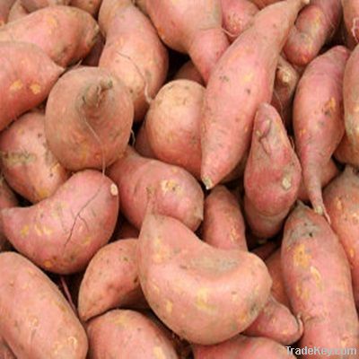 Sweet Potato