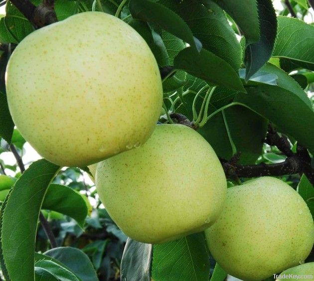 Fresh Organic Pear