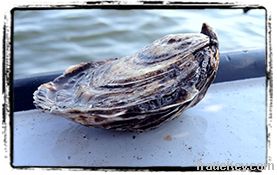 Cultivated Oysters