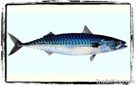 Atlantic Mackerel