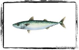 Japonicas Mackerel