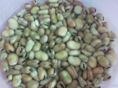 peanuts - broad beans(foul) - watermelon seeds - chickpeas - lupine -