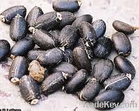 Organic Jatropha Seeds