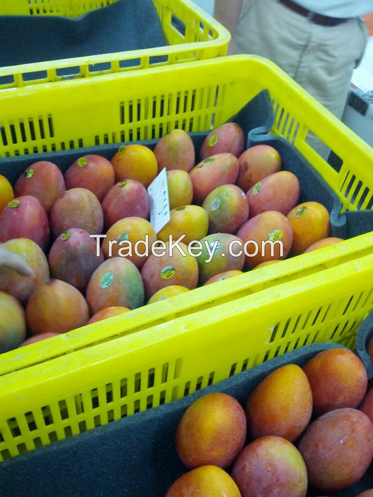 Taiwan Fresh Organic Irwin Mango Apple mango Fresh Fruit