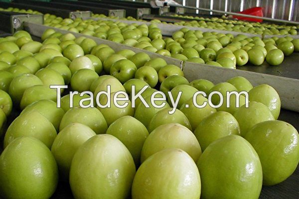 Taiwan Best Agricultural Farm Fresh Honey Jujube Fruit