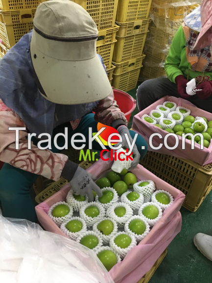 Taiwan Best Agricultural Farm Fresh Honey Jujube Fruit