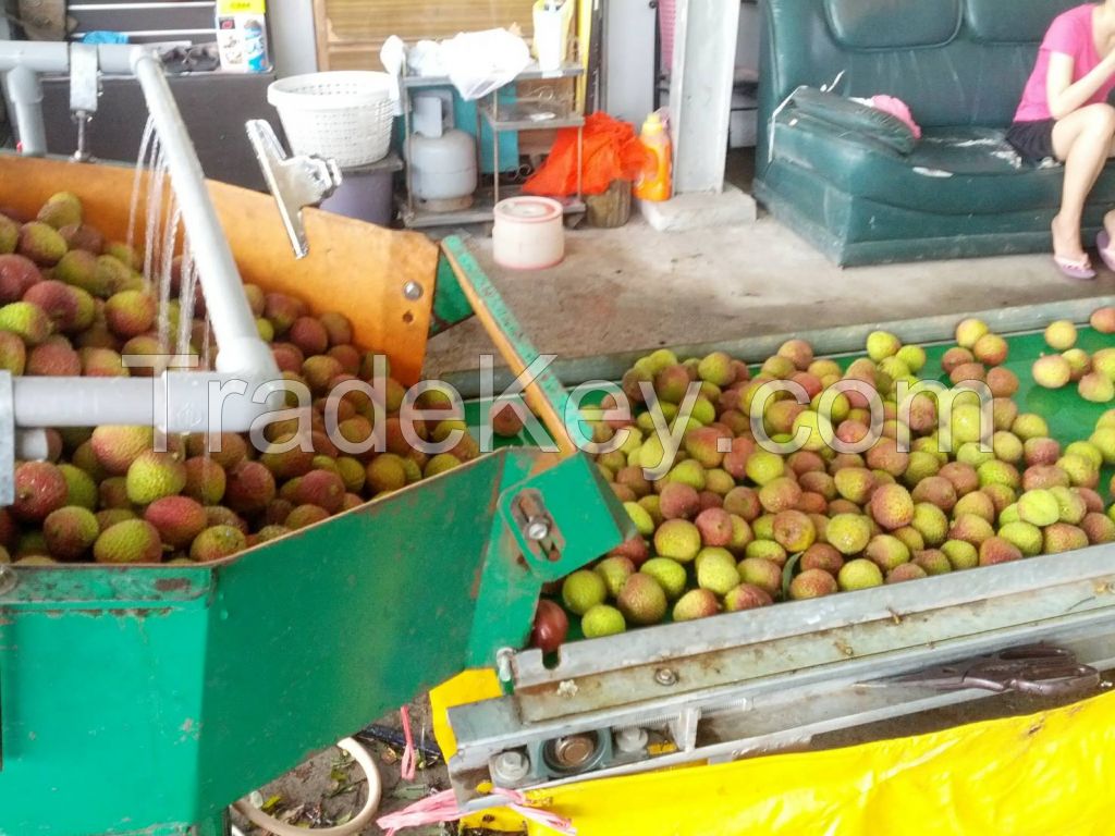 Fresh Lychee LICHI LICHEE in Taiwan