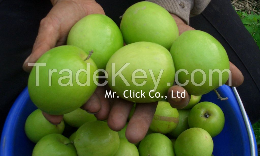 Taiwan Best Agricultural Farm Fresh Honey Jujube Fruit