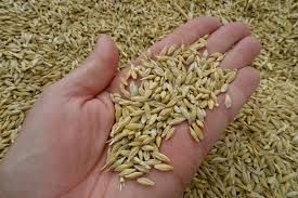 barley , wheat bran , soybeans , wood pellet and animal feed, yellow corn