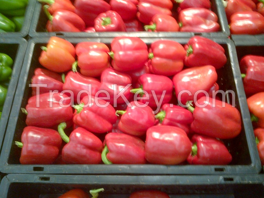 BELL PEPPER ( CAPSICUM )