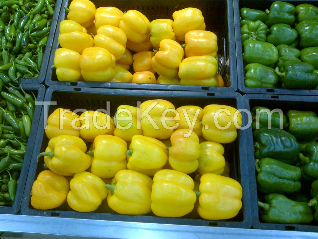 BELL PEPPER ( CAPSICUM )