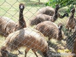 ADL Emu Meat