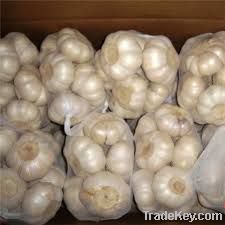 fresh garlic