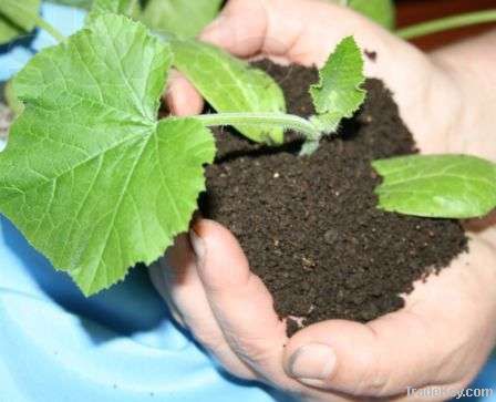 Vermicompost