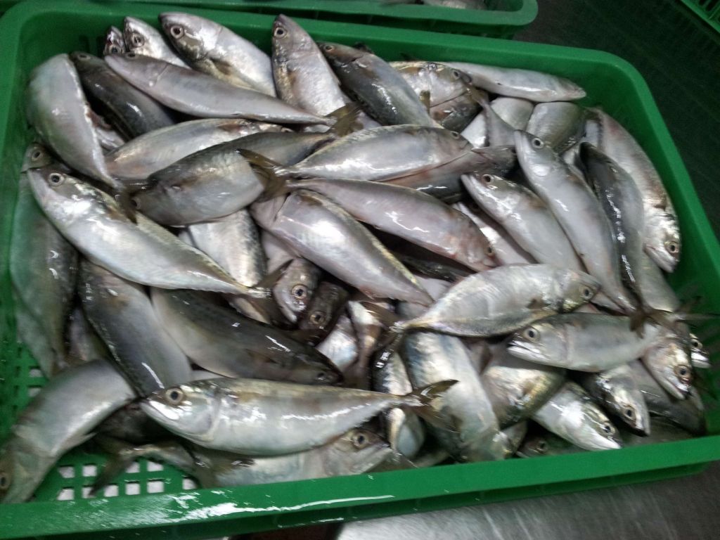 indian mackerel best price