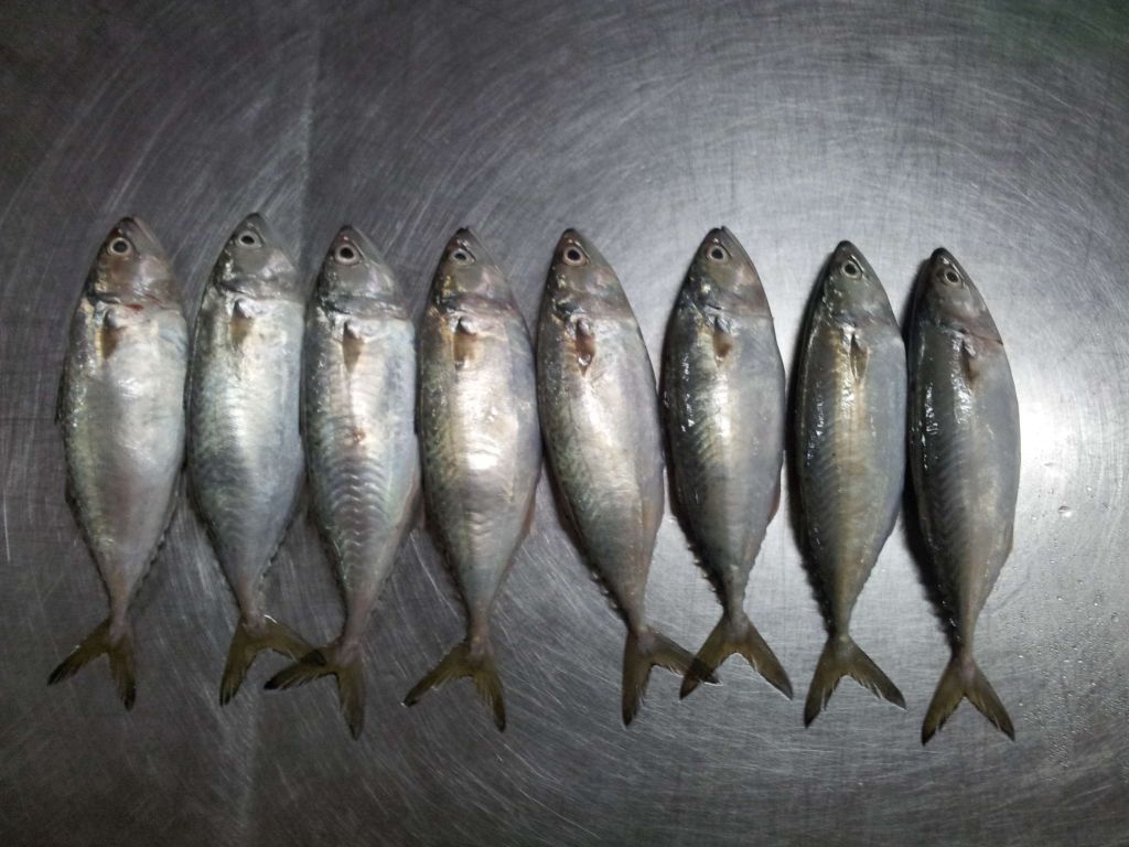 indian mackerel cheap price